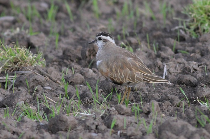 Dotterel