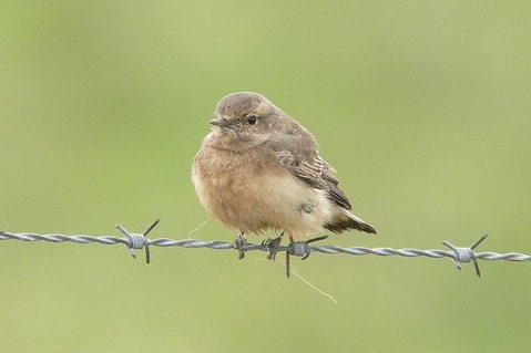 Pied Wheatear