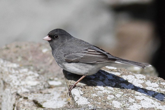 Slate-coloured Junco