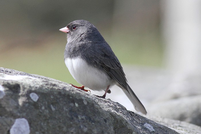 Slate-coloured Junco