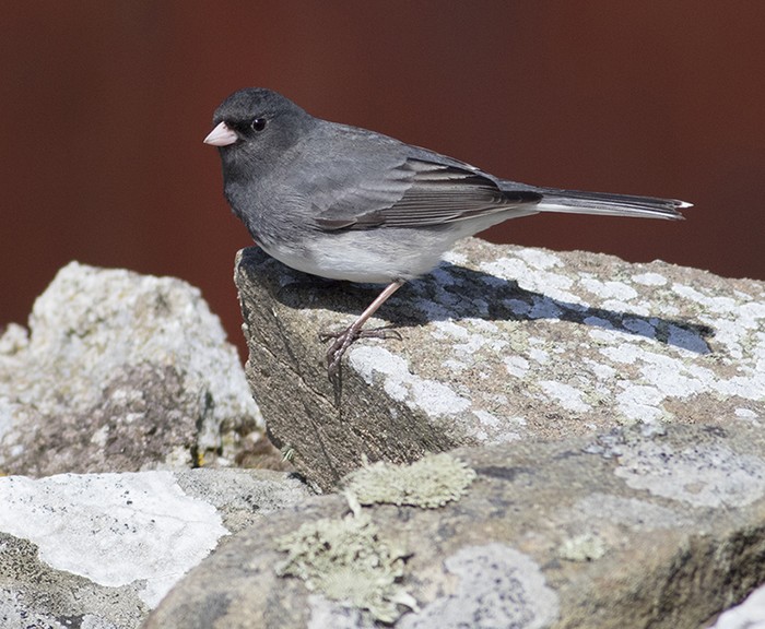 Slate-coloured Junco