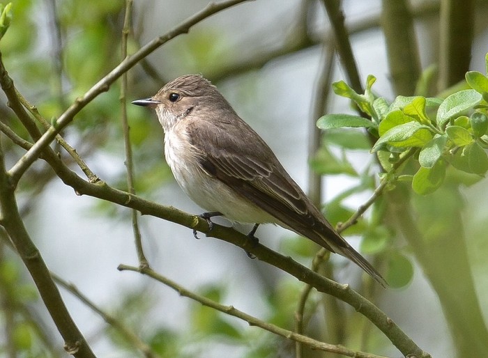 Spotted Flycatcher