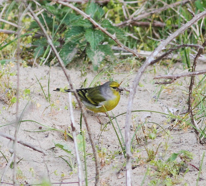 Citril Finch