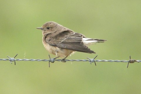 Pied Wheatear