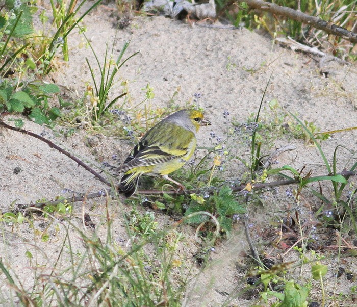 Citril Finch