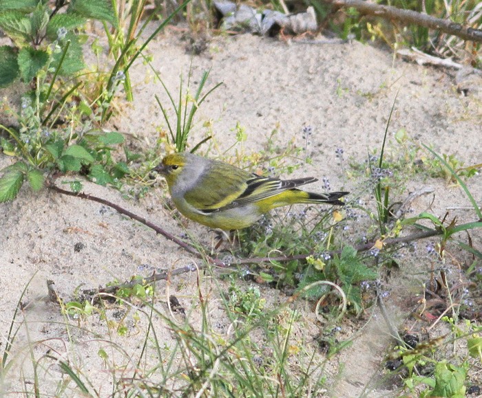 Citril Finch