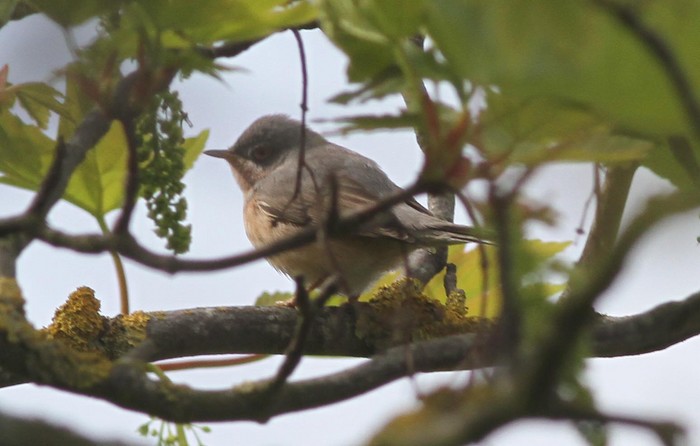 Moltoni's Subalpine Warbler