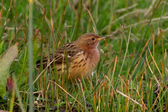 Red-throated Pipit