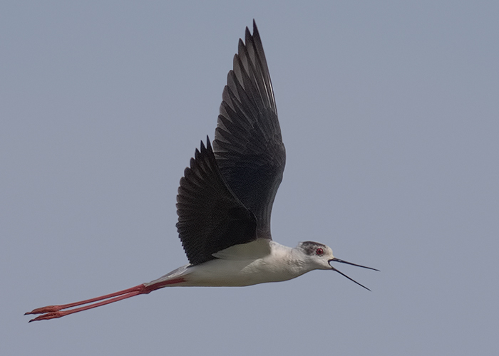 Black-winged Stilt