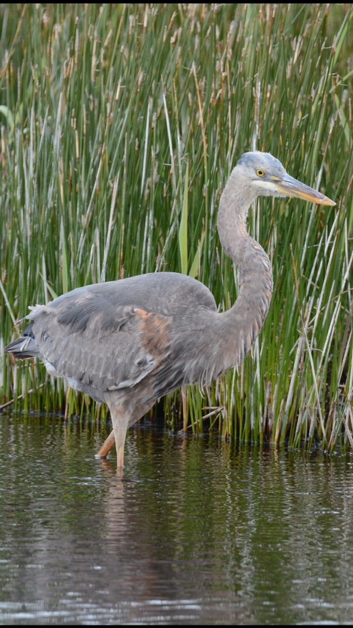 Great Blue Heron