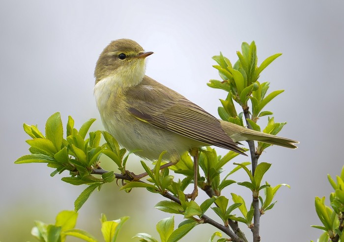 Willow Warbler
