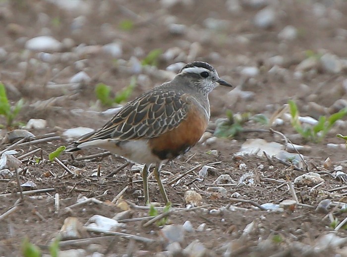 Dotterel
