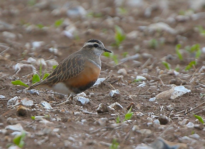 Dotterel