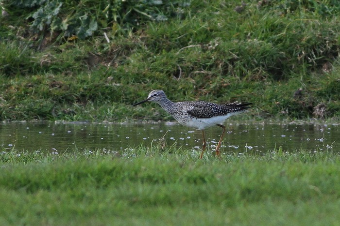 Lesser Yellowlegs