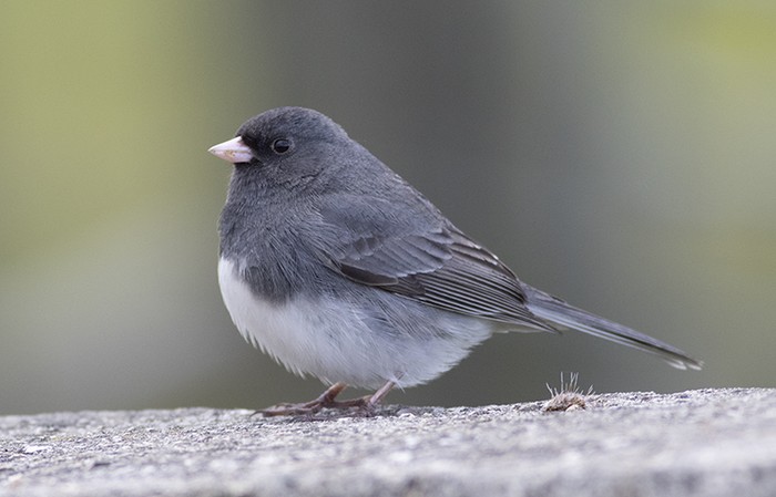 Slate-coloured Junco