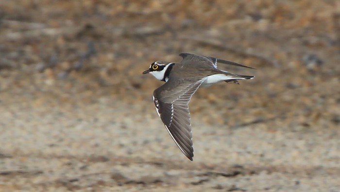 Little Ringed Plover