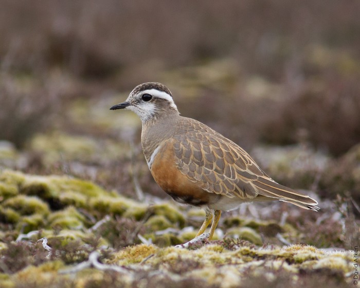 Dotterel
