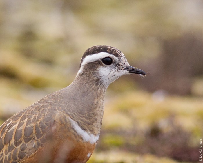 Dotterel