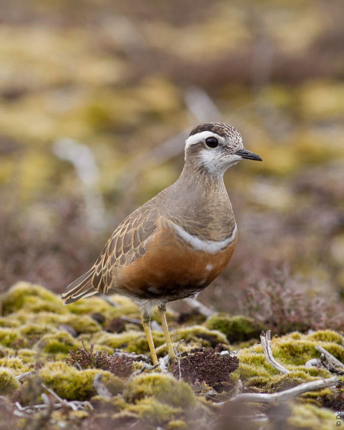 Dotterel