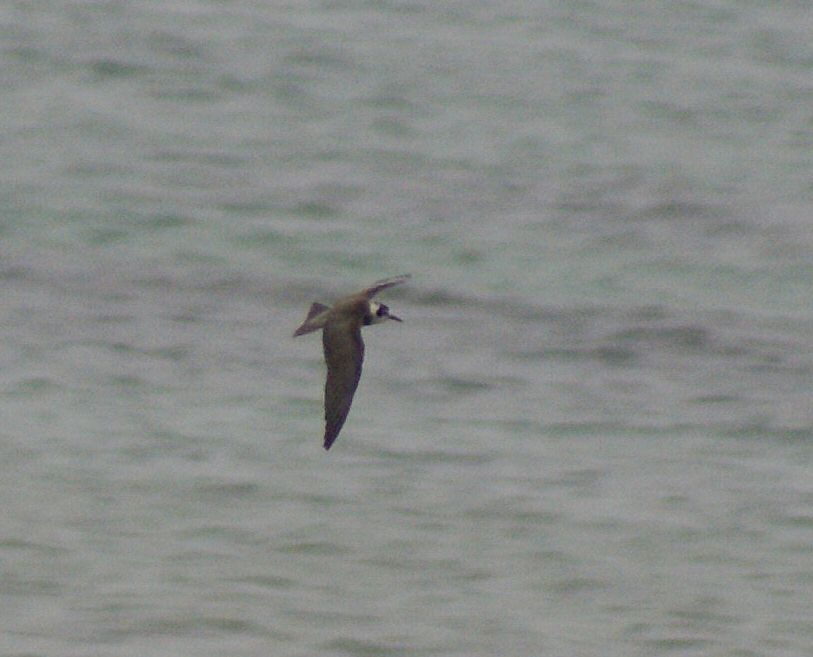 American Black Tern