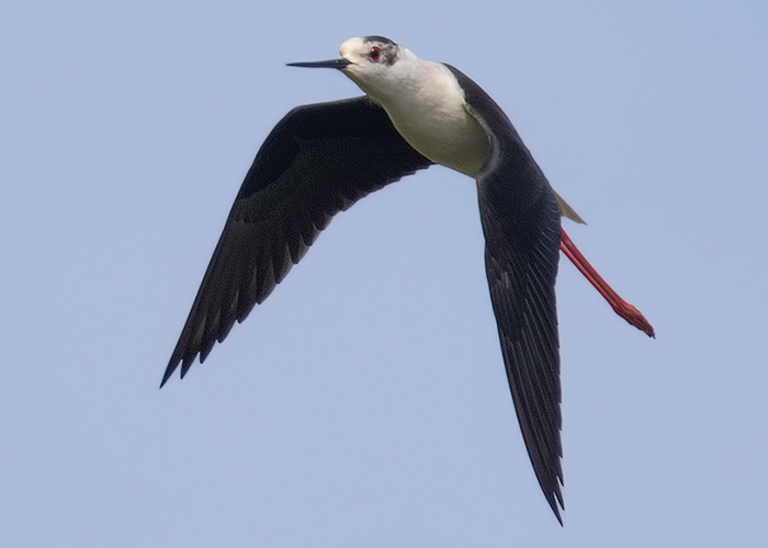 Black-winged Stilt