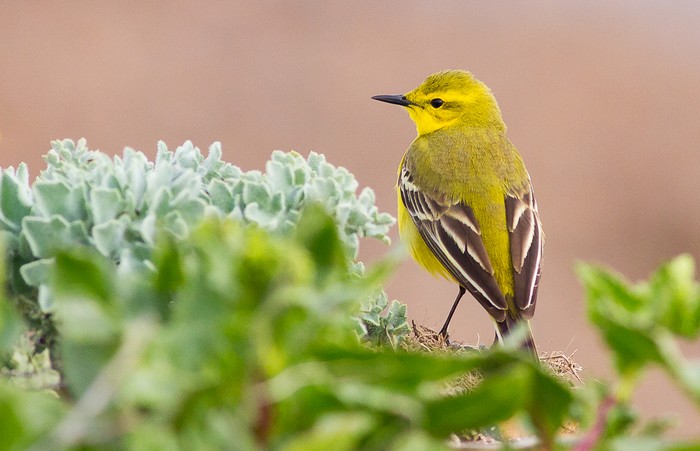 Yellow Wagtail