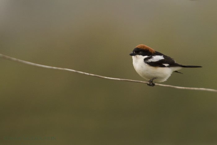 Woodchat Shrike