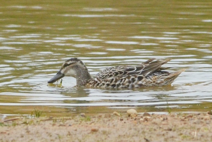 Garganey
