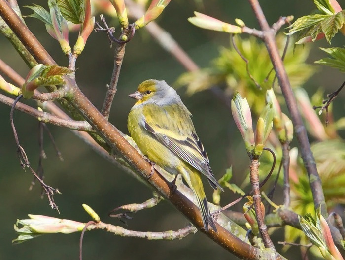 Citril Finch