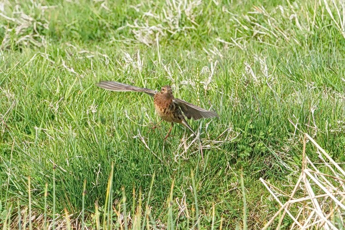 Red-throated Pipit