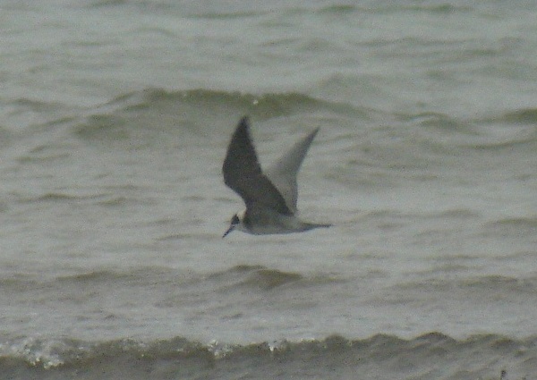 American Black Tern