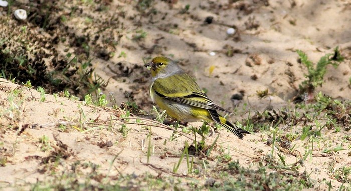 Citril Finch
