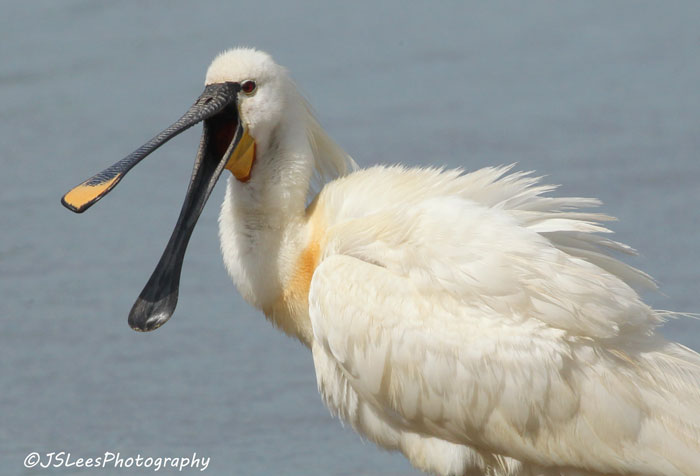 Spoonbill