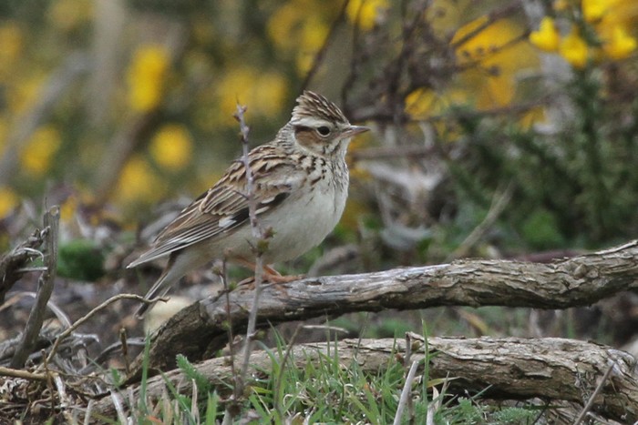 Woodlark