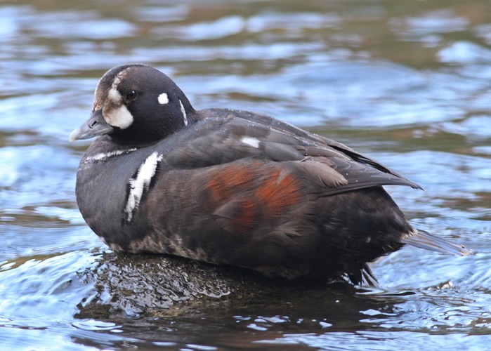 Harlequin Duck