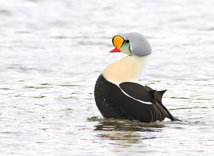 King Eider