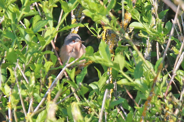 Moltoni's Subalpine Warbler