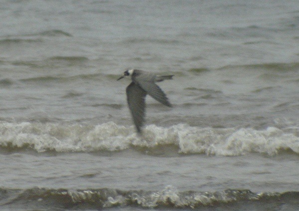 American Black Tern