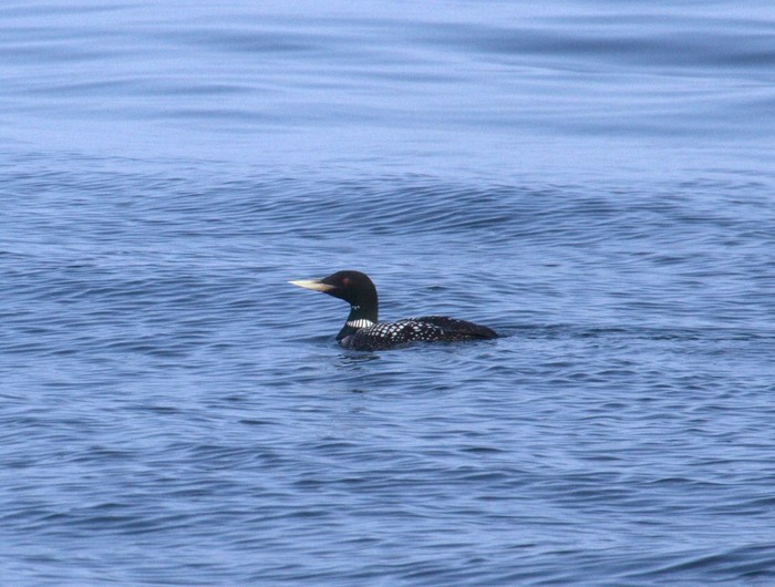 White-billed Diver