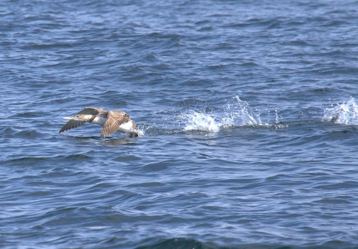 White-billed Diver