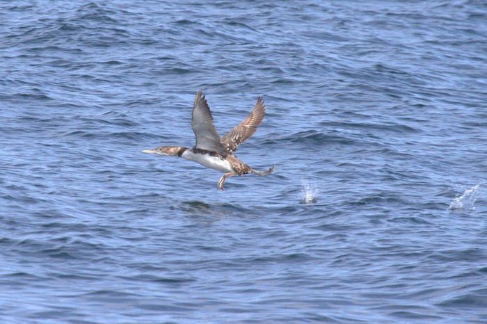 White-billed Diver