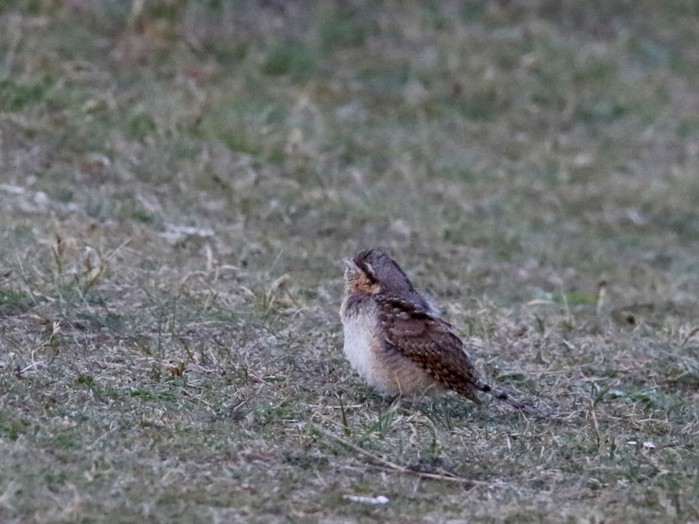 Wryneck