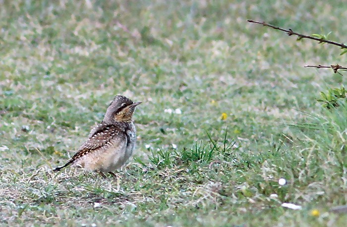 Wryneck