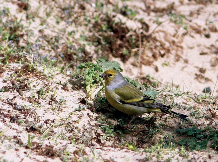 Citril Finch