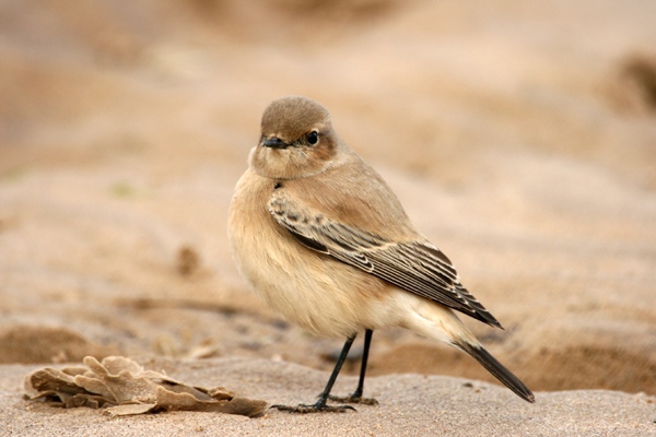 Desert Wheatear