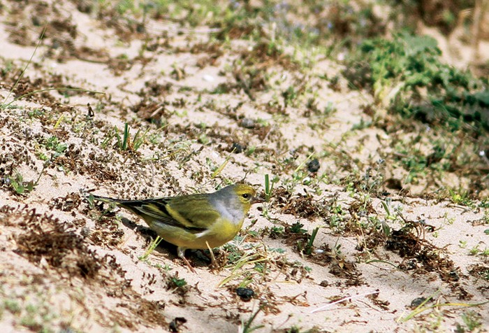 Citril Finch