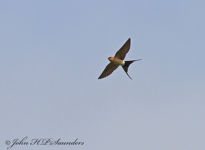 Red-rumped Swallow