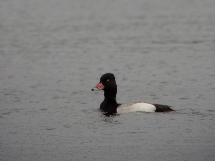 Lesser Scaup
