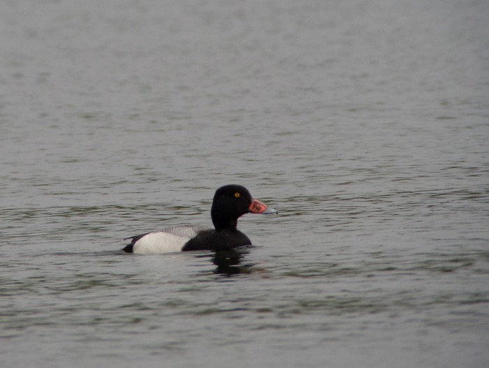 Lesser Scaup