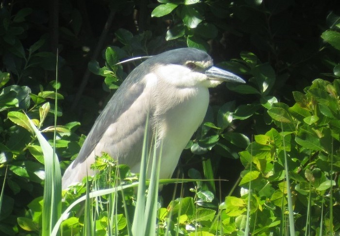Night Heron